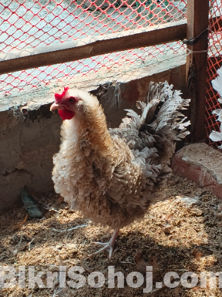 নিউ ডিম পারা ফ্রিজেল/ হাপছি মুরগী